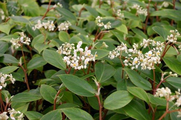 B. holtonis var. holtonis